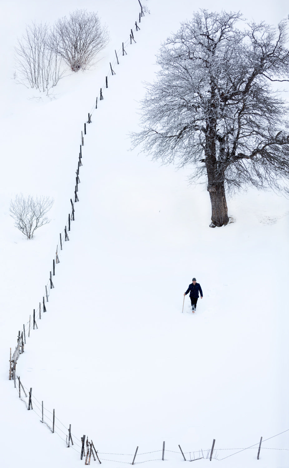 winter Poster och Canvastavla