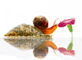 Forbidden Fruit Poster och Canvastavla