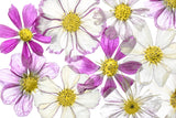 Keeping Summer Poster och Canvastavla