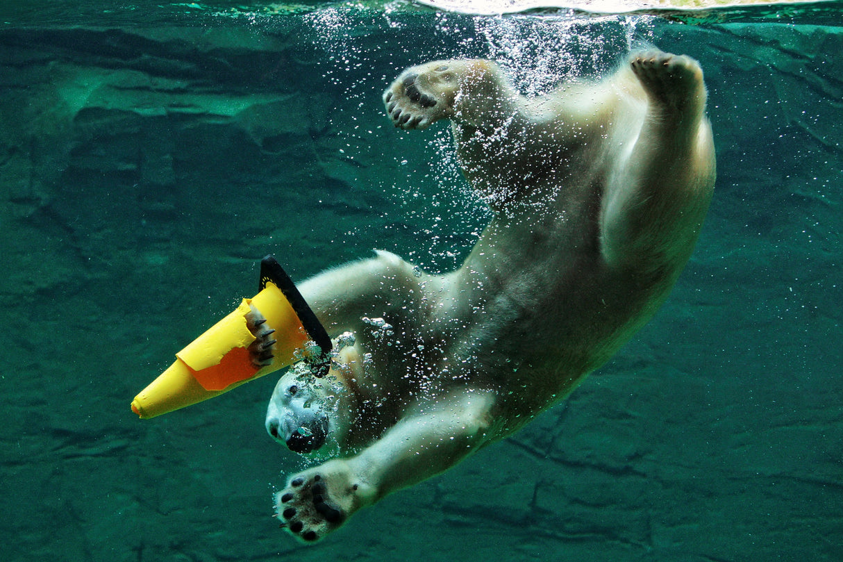 DIVING .... Poster och Canvastavla