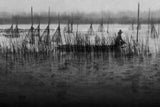 Stillness in the wetland Poster och Canvastavla