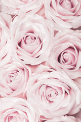 Pink Roses No 02 Poster och Canvastavla