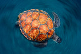 spin turtle Poster och Canvastavla