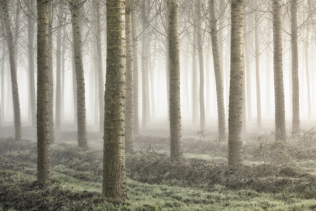 Small woodland Poster och Canvastavla