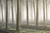 Small woodland Poster och Canvastavla