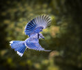 Blue Jay Poster och Canvastavla