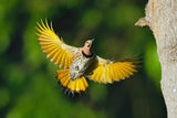 Northern Flicker Poster och Canvastavla