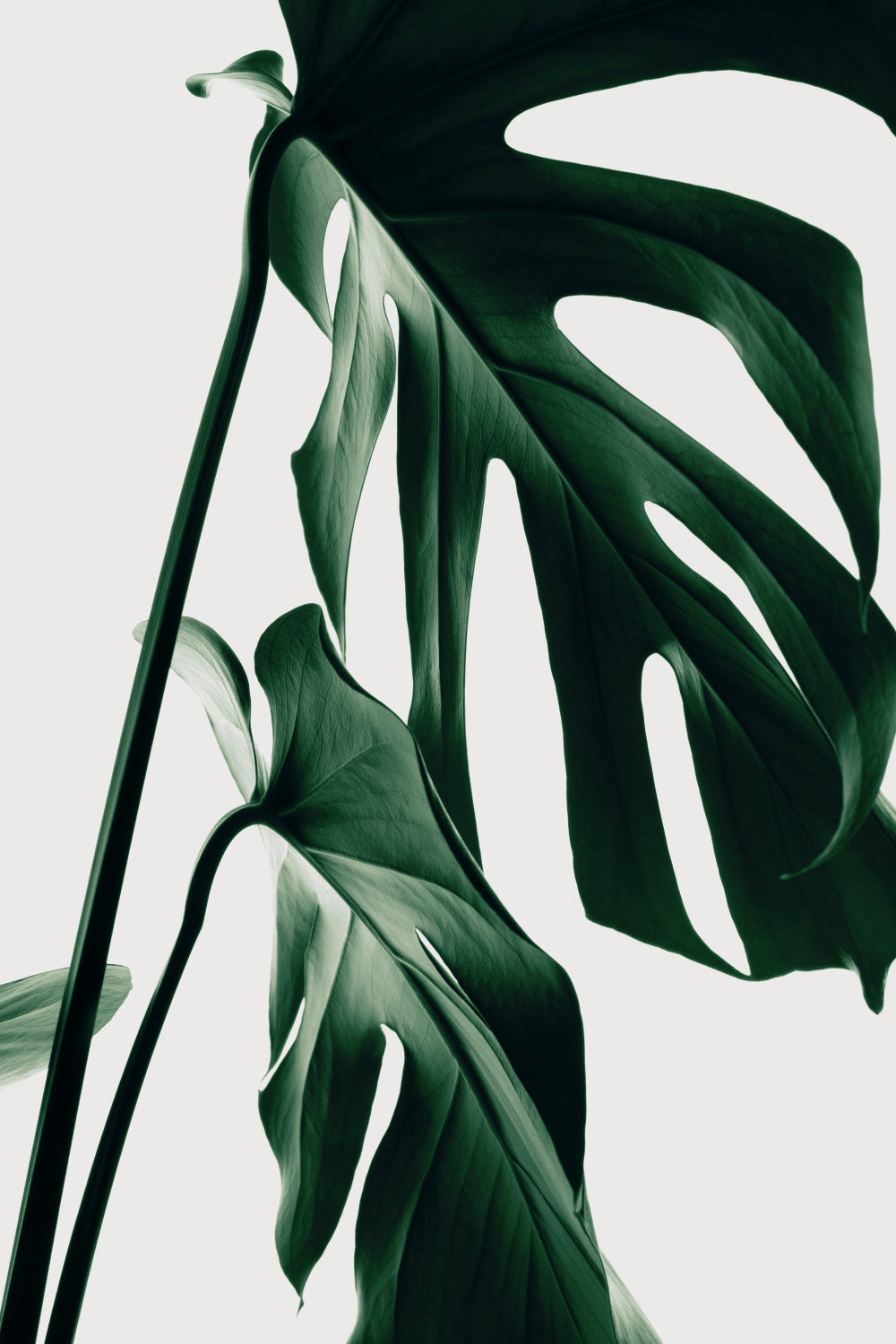 Monstera Natural 27 Poster och Canvastavla