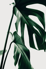 Monstera Natural 27 Poster och Canvastavla