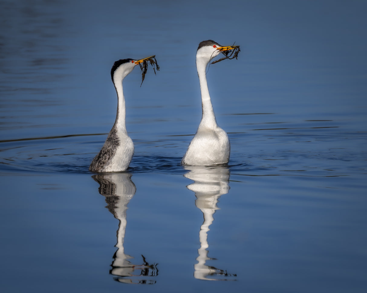 Early Morning Performing - Western Grebes Weed Celebration Poster och Canvastavla