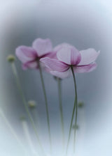 Purple Delight Poster och Canvastavla