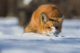 The Snow Hunter Poster och Canvastavla