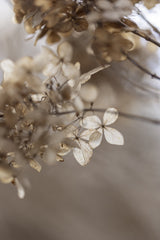 Hydrangea 1 Poster och Canvastavla
