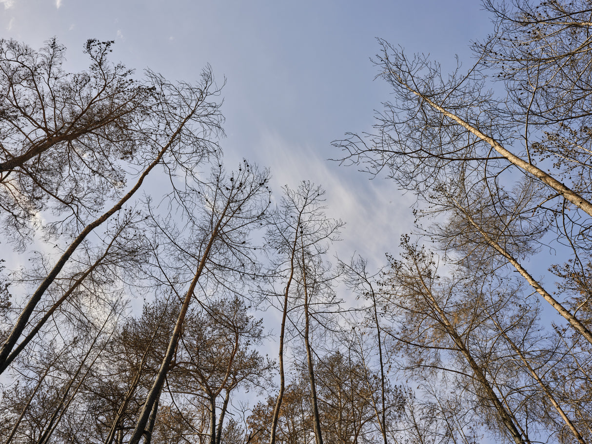 image of a forest after a fire Poster och Canvastavla