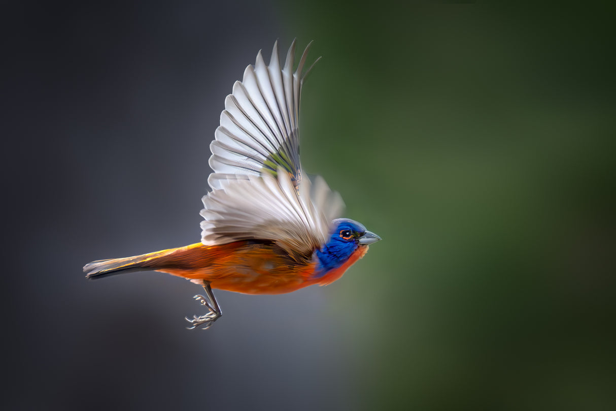 Vibrant Wings Poster och Canvastavla