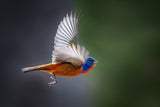 Vibrant Wings Poster och Canvastavla