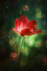 The Red Tulip Poster och Canvastavla