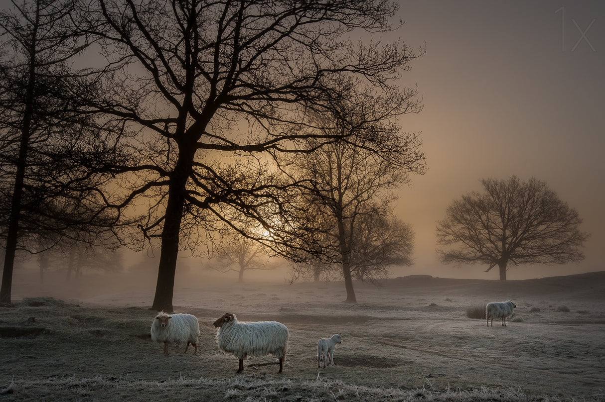 Foggy Morning Poster och Canvastavla
