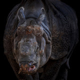 Fantastic animal Poster och Canvastavla