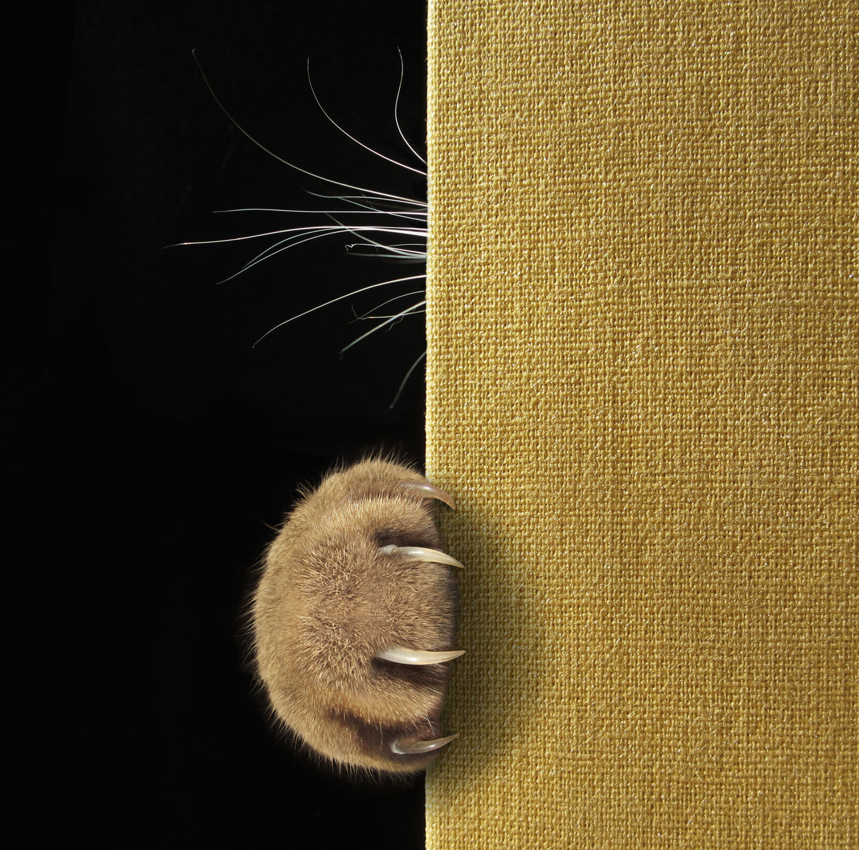 Shy cat ... Poster och Canvastavla