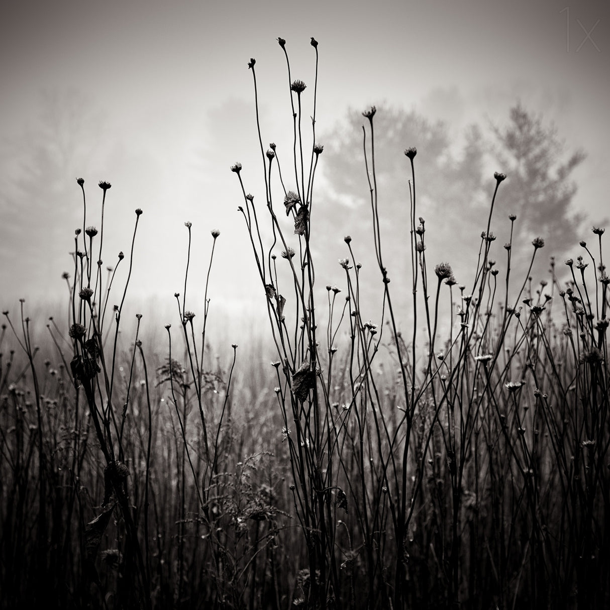 Meadow Plants 1 Poster och Canvastavla