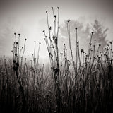 Meadow Plants 1 Poster och Canvastavla
