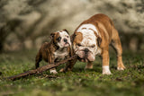 Busy with a stick Poster och Canvastavla