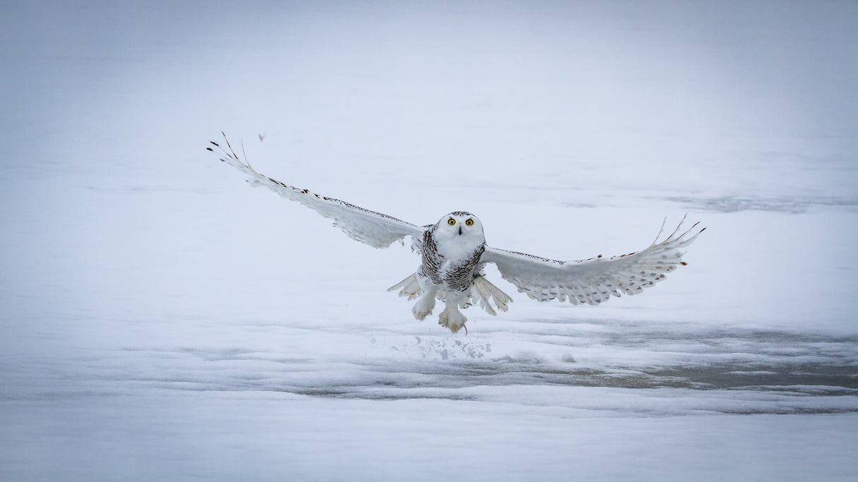 Snowy Owl - success II Poster och Canvastavla