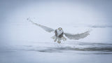 Snowy Owl - success II Poster och Canvastavla