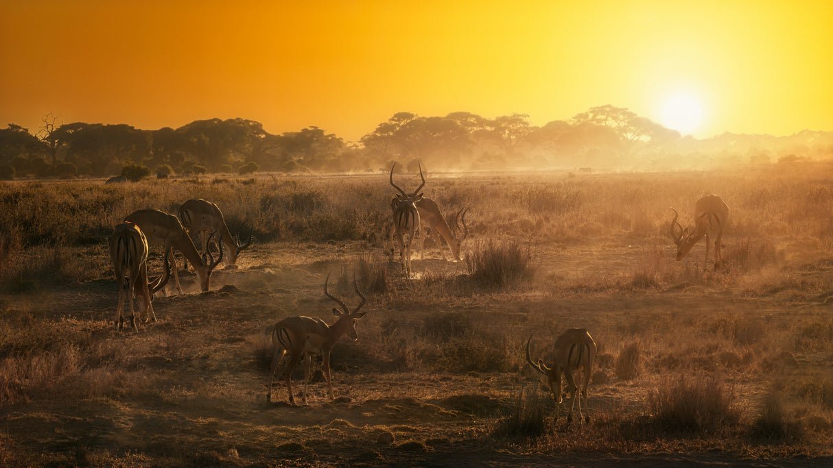 African atmosphere at sunset  A734493 Poster och Canvastavla