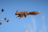 Flying red squirrel Poster och Canvastavla