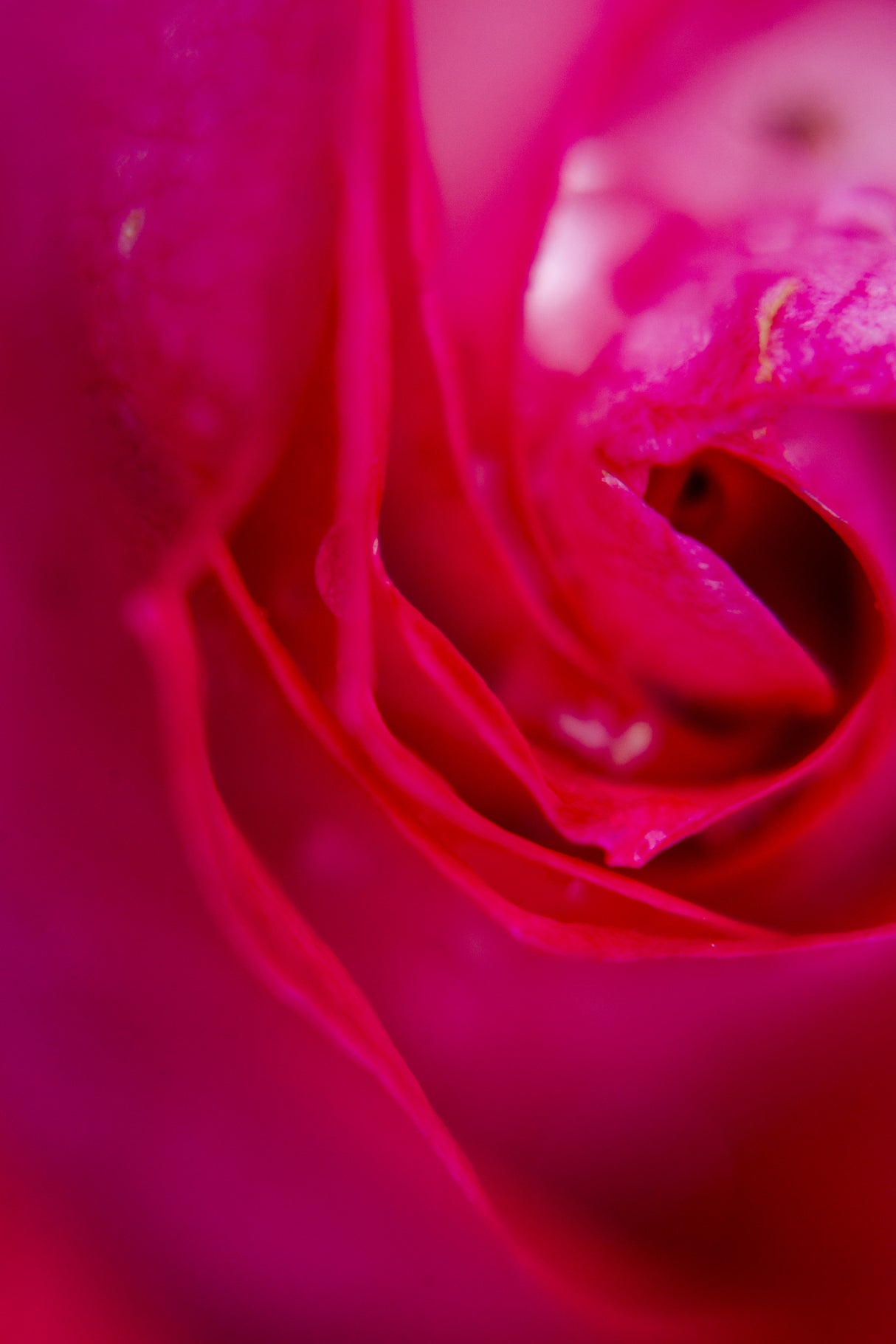 pink rose Poster och Canvastavla