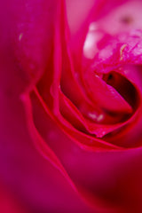 pink rose Poster och Canvastavla