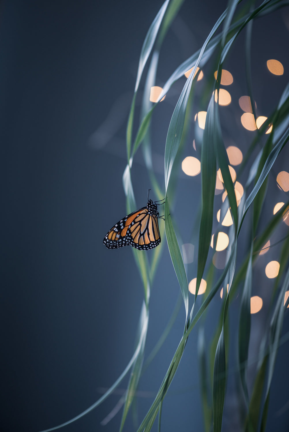 Monarch butterfly Poster och Canvastavla
