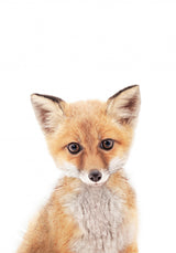 Baby Fox Poster och Canvastavla