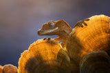 Gecko Poster och Canvastavla