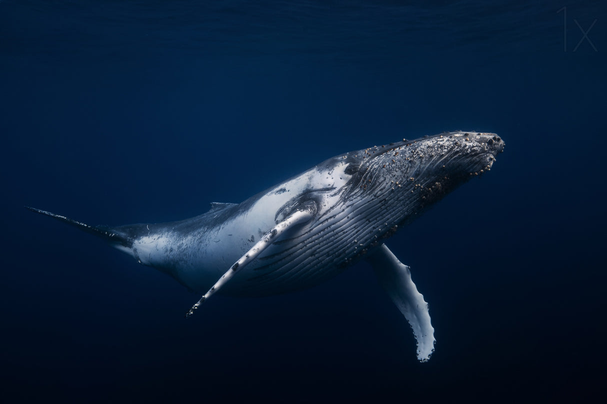 Humpback whale in blue Poster och Canvastavla