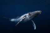 Humpback whale in blue Poster och Canvastavla