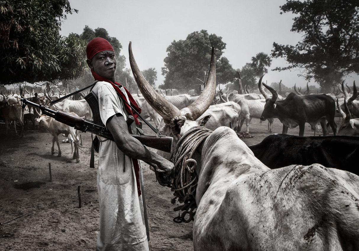 Protecting the animals in a mundari cattle camp - South Sudan Poster och Canvastavla