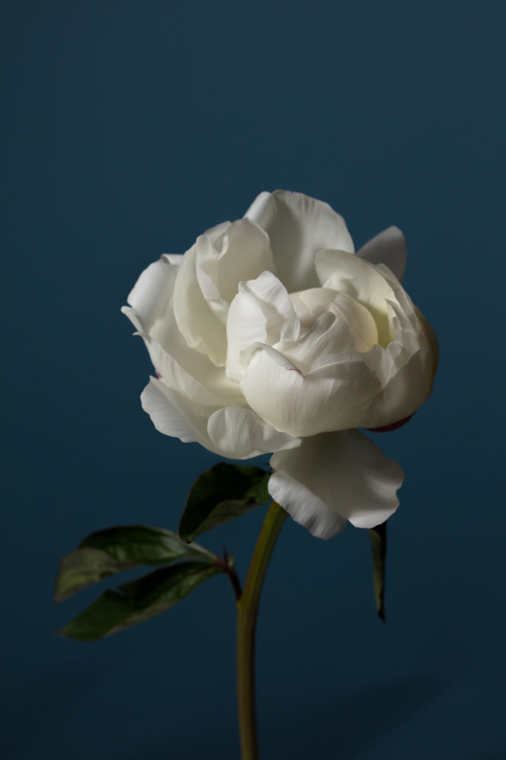 Peony_6 Poster och Canvastavla