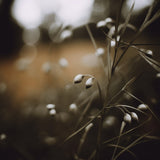 Lowlight Nature No 8 Poster och Canvastavla