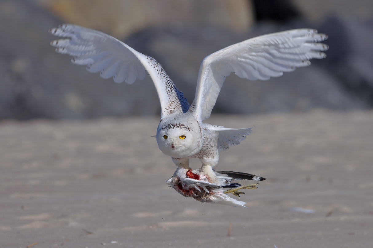 Snowy Owl in Hunting Poster och Canvastavla