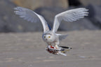 Snowy Owl in Hunting Poster och Canvastavla