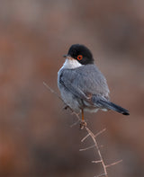 PORTRAIT OF A SARDINIAN WARBLER Poster och Canvastavla