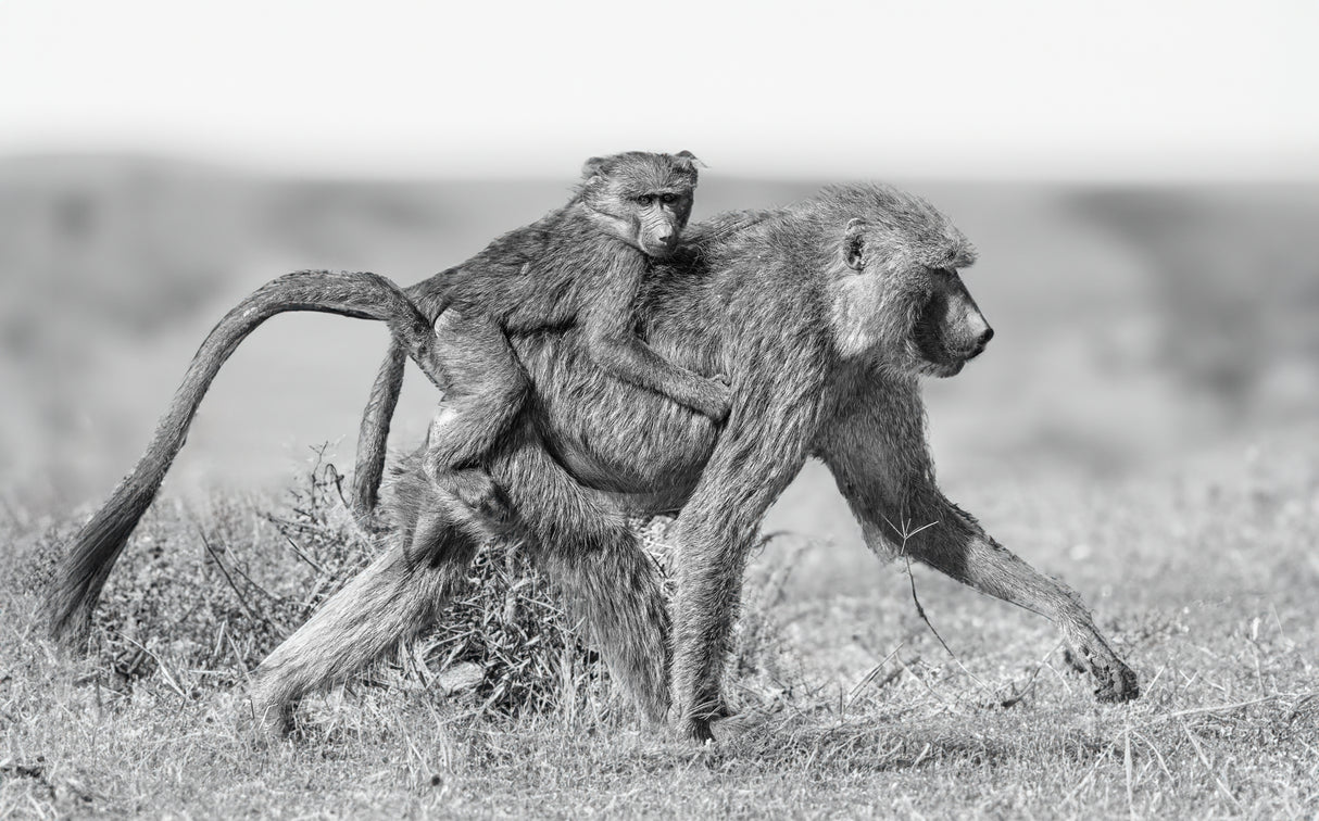 Uber in the wild Poster och Canvastavla