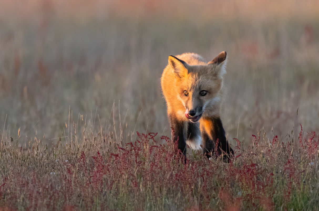 Red Fox Poster och Canvastavla