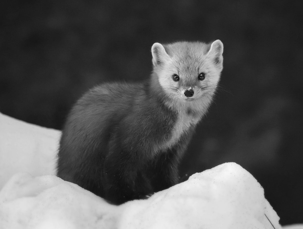 Pine Marten 3 Poster och Canvastavla