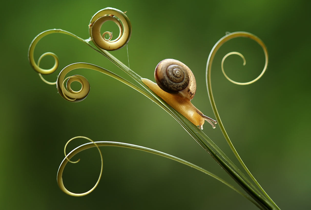 Snails and Leaf Edges Poster och Canvastavla