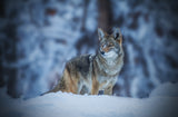 Coyote in Winter Poster och Canvastavla
