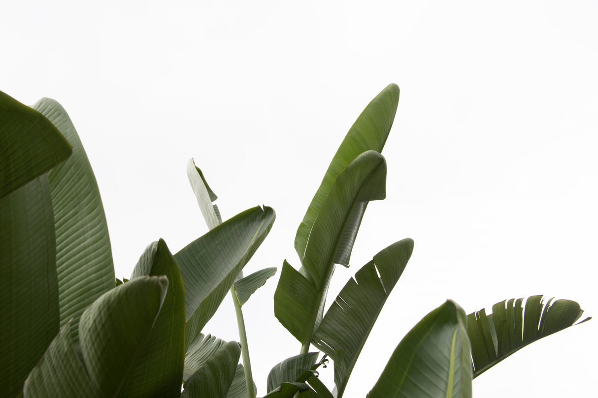 Travellers Palm Leaves Foliage Photo 04 Poster och Canvastavla